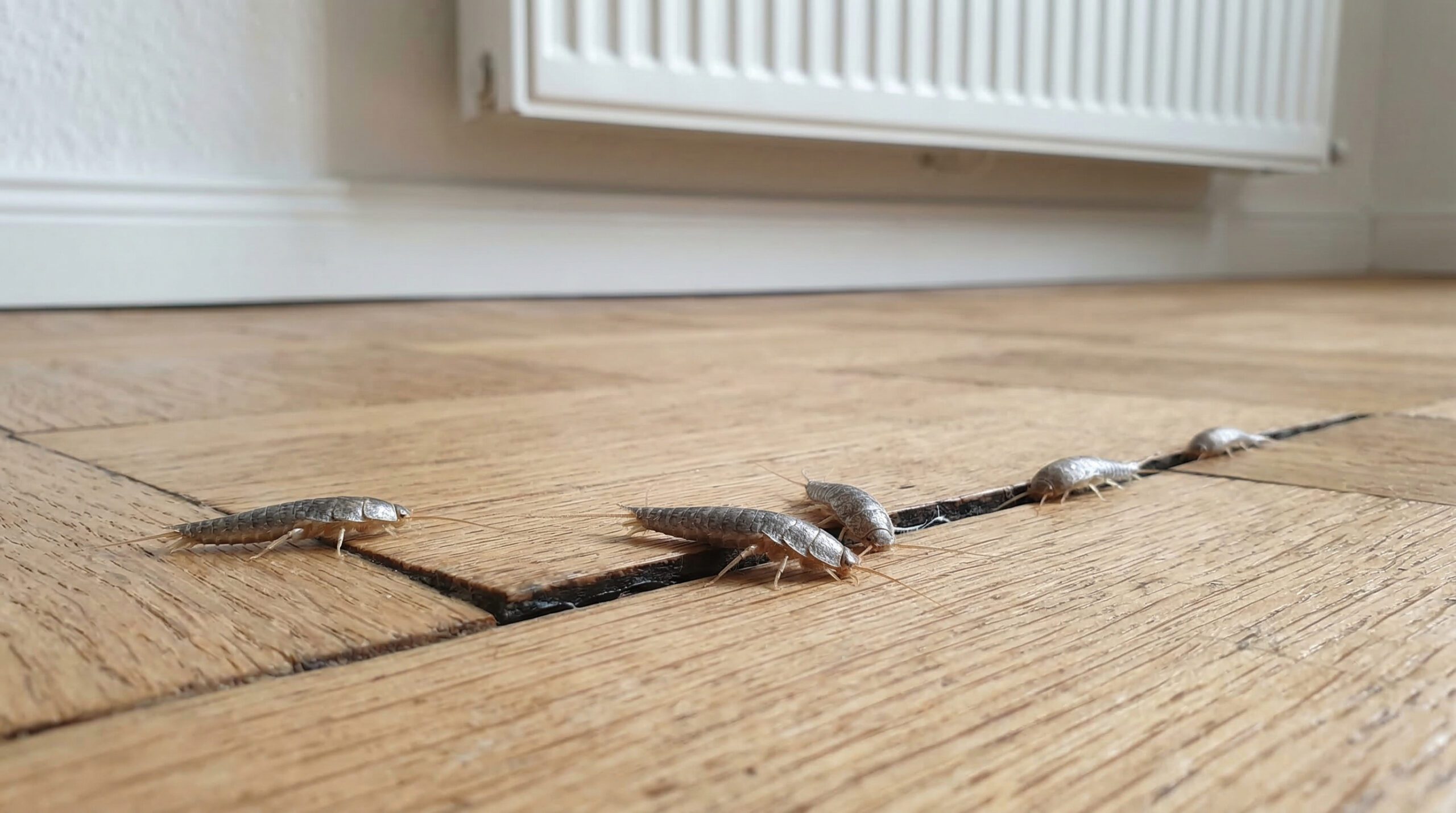 Mehrere Papierfischchen krabbeln aus feinen Fugen eines hellen Holzparkettbodens neben einer weißen Fußleiste.